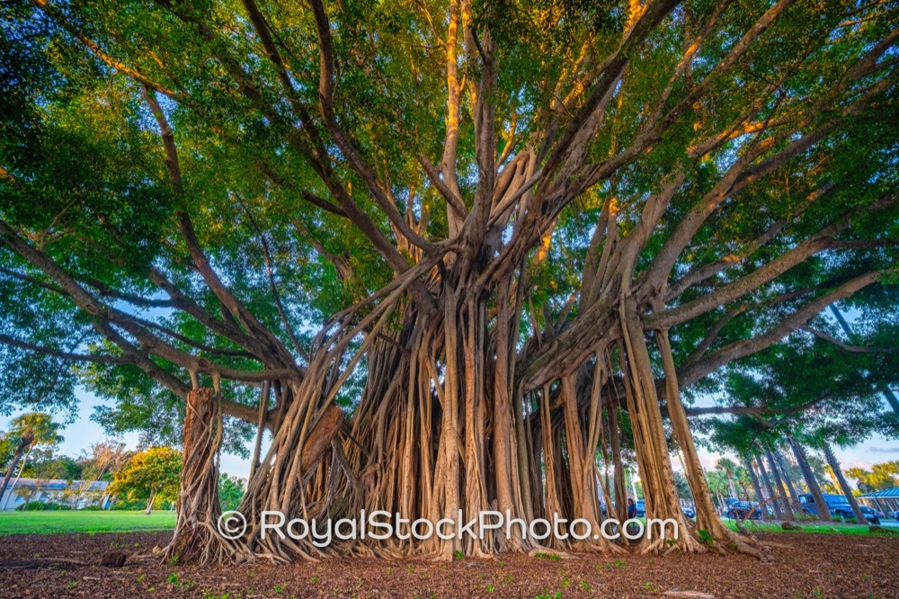 Preserve Native Ecosystem Features Thriving Ficus Tree Canopy at Cinquez Park Jupiter Florida on West Indiantown Road 20180417