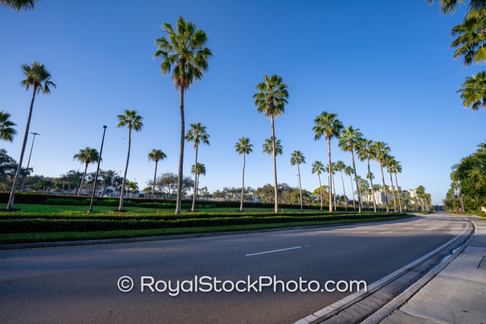 Explore the Lush PalmLined Parkway of Palm Beach Gardens Florida Awash in Morning Light on Gardens Parkway 20251108