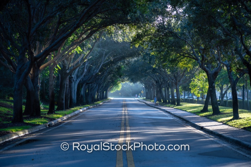 Inviting TreeLined Anzio Court Showcases Beautiful Morning Light in Palm Beach Gardens 20251108