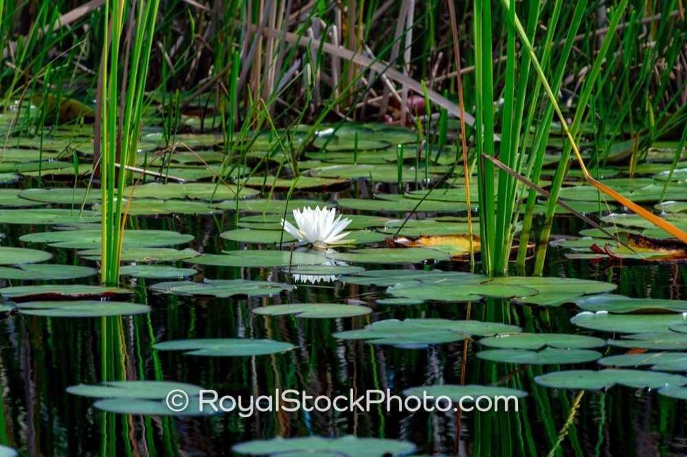 Ecosystem Diversity Highlighted at Riverbend Park with Water Lilies in Afternoon Sunlight on Canoe Launch Road 20251108