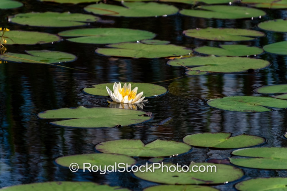 Native Aquatic Flora and Wildlife Flourish at Riverbend Park in Port St Lucie on Canoe Launch Road 20251108