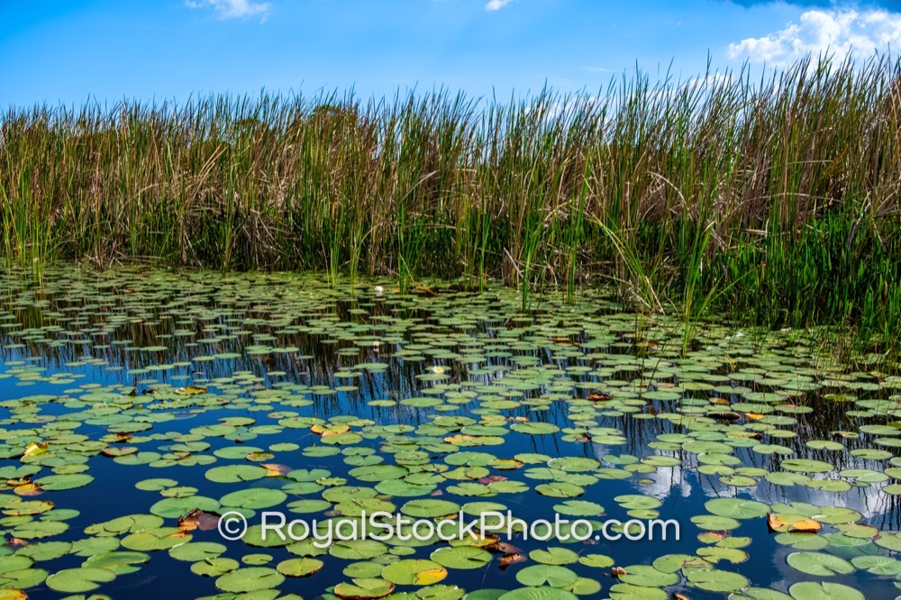 Preserve Native Ecosystems at Riverbend Park with Flourishing Water Lilies in Afternoon Light on Canoe Launch Road 20251108