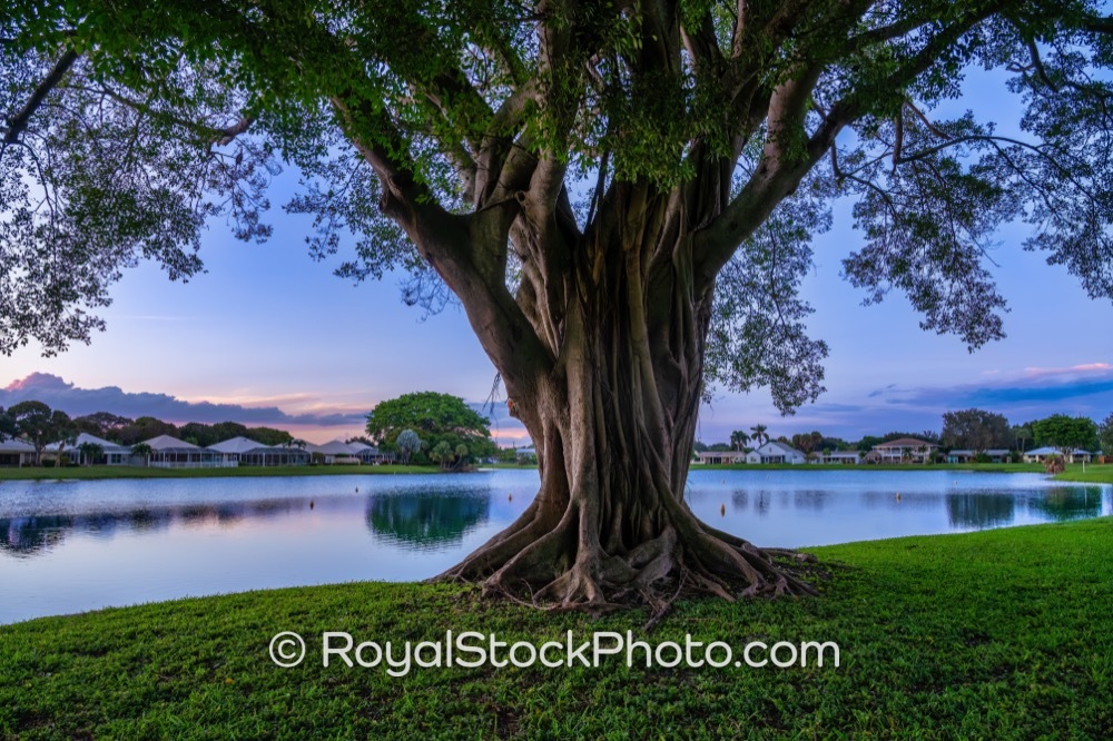 Unique Evening Reflections and Vibrant Landscapes Captured at Lake Catherine Park in Palm Beach Gardens on Macarthur Boulevard 20251109