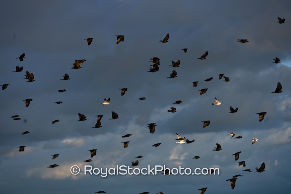 Witness the Vibrant Bird Migration near Juno Beach an Amazing Coastal Attraction in Florida on US Highway 1 20251129