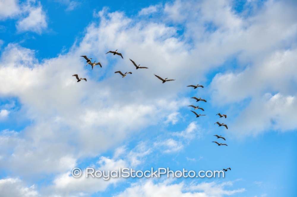 Witness the Majestic Bird Migration Over Juno Beach Florida Showcasing Coastal Ecosystem Harmony on US Highway 1 20251129