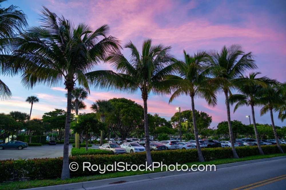 Natural Coastal Habitats Flourish Along Love Street in Jupiter During Stunning Sunset 20251205