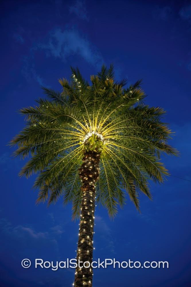 Captivating View of Illuminated Palm Tree Showcasing Palm Beach Gardens Evening Vibes on Donald Ross Road 20251214