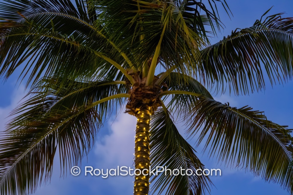 Luxurious Tropical Vibes Illuminated by Palm Trees Along Worth Avenue at Sunset 20251223
