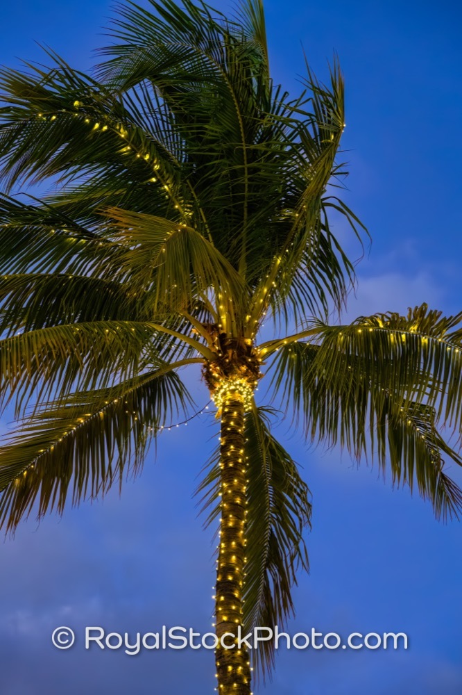 Discover the Enchanting Ambiance of Lit Palm Trees on Worth Avenue During Sunset in Palm Beach 20251223