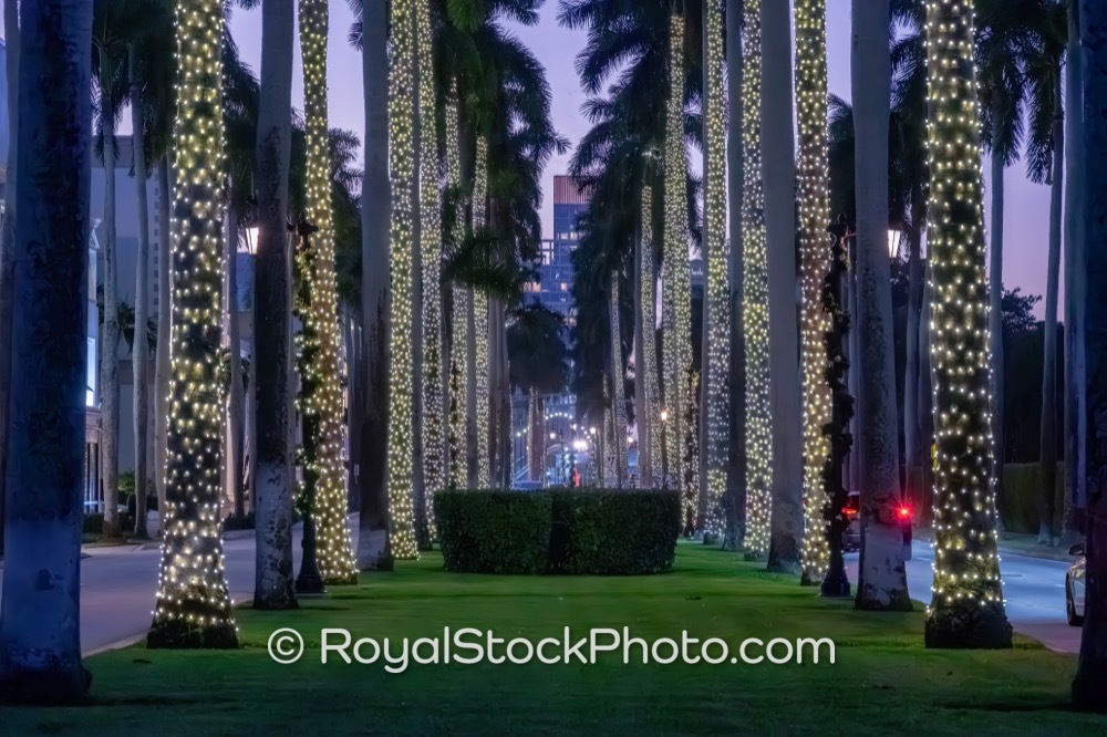 Vibrant Lighted Palm Trees Enhance Evening Strolls on Royal Palm Way in Palm Beach 20251223