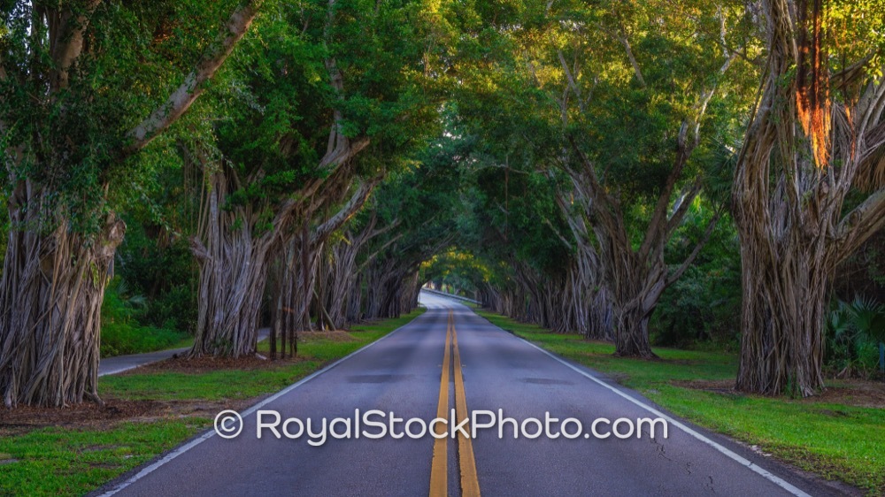 Scenic TreeLined Road Thrives Amidst Morning Light Documenting Hobe Sounds Unique Natural Beauty on Southeast Laurel Lane 20251225