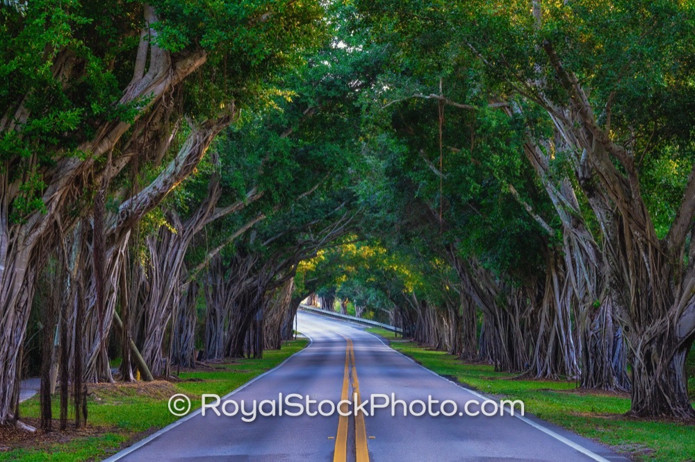 Highlight the Unique Charm of Hobe Sounds Tunnel of Trees for Community Lifestyle Marketing on Southeast Laurel Lane 20251225