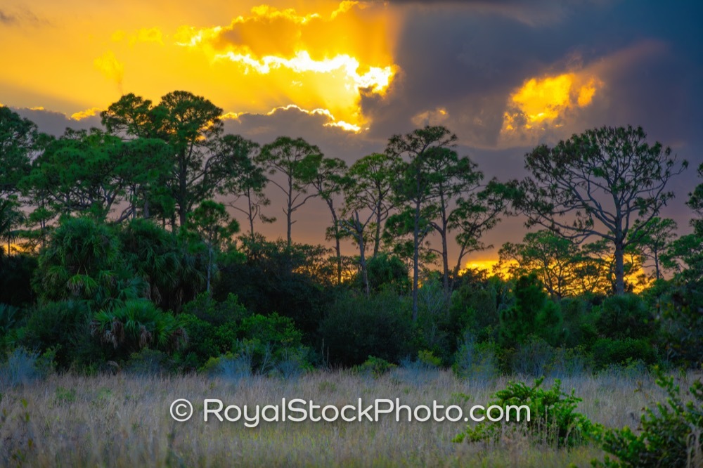 Essential Community Park Resource Highlighting Scenic Sunsets at Royal Palm Beach Pines Natural Area on Natures Way 20260106
