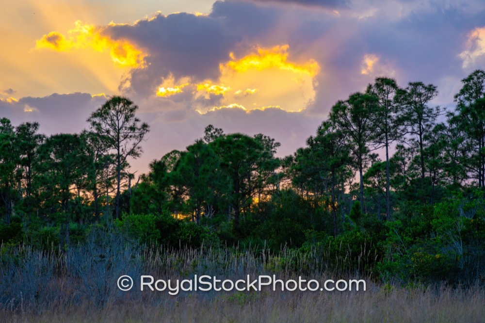 Enchanting Sunset Experiences Await at Royal Palm Beach Pines Natural Area in Florida on Natures Way 20260106
