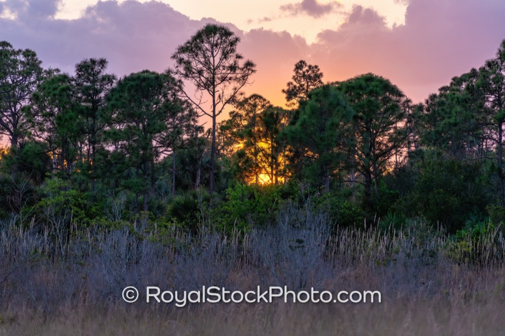 Habitat Preservation Highlighted by Golden Hour Glow at Royal Palm Beach Pines Natural Area on Natures Way 20260106