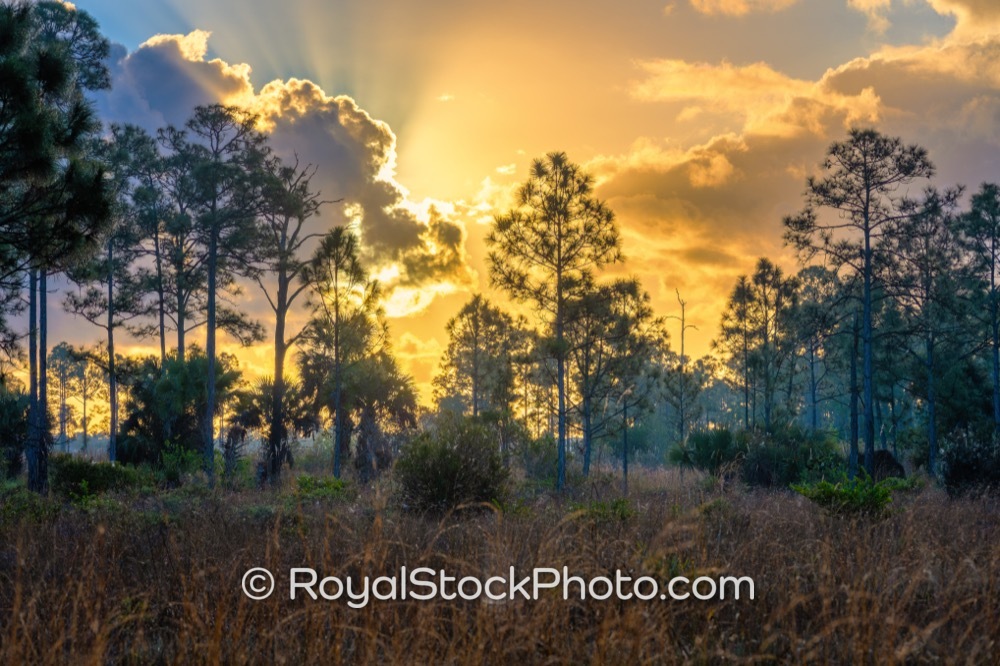 Vibrant Morning Light Enlivens Royal Palm Beach Pines Natural Area for Outdoor Recreation Enthusiasts on Natures Way 20260110