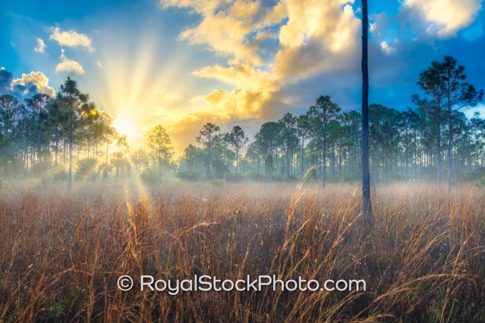 Morning Light Illuminates Natural Prairie at Royal Palm Beach Pines Perfect for Editorial Coverage on Natures Way 20260110