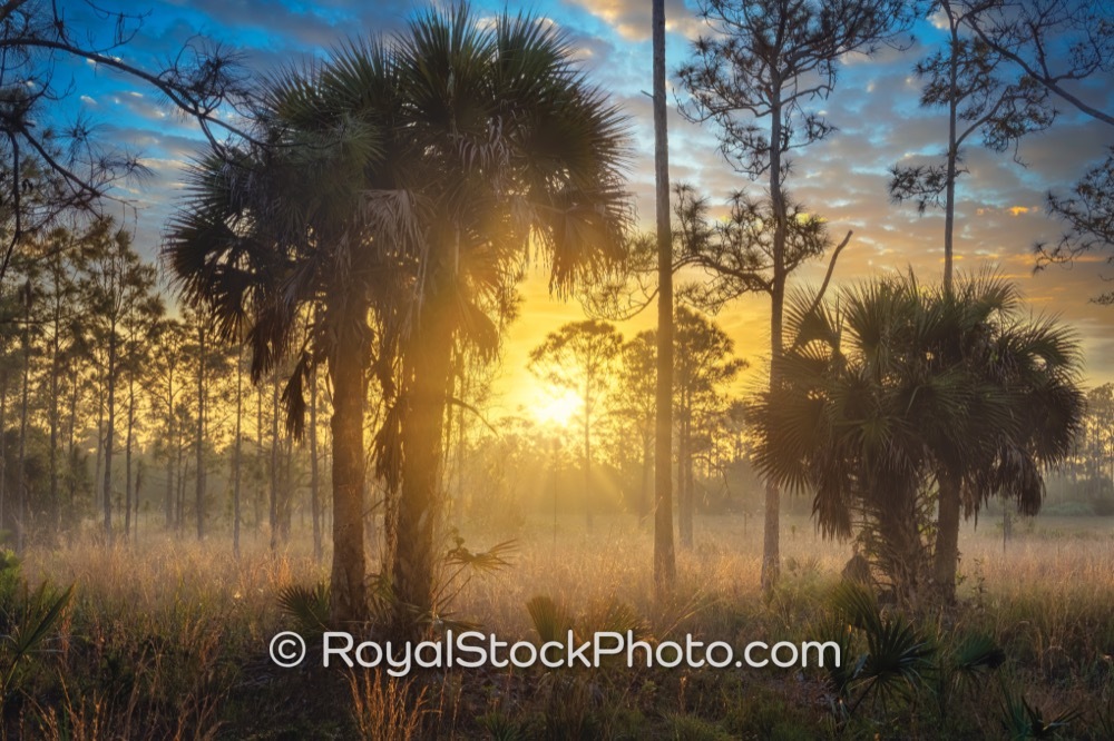 Scenic Sunrise Illuminates Natural Trails at Royal Palm Beach Pines Natural Area for Adventure Seekers on Natures Way 20260111
