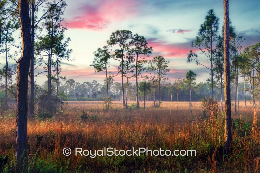 Natures Playground Awaits Visitors at Royal Palm Beach Pines in Floridas Lush Morning Light on Natures Way 20260111