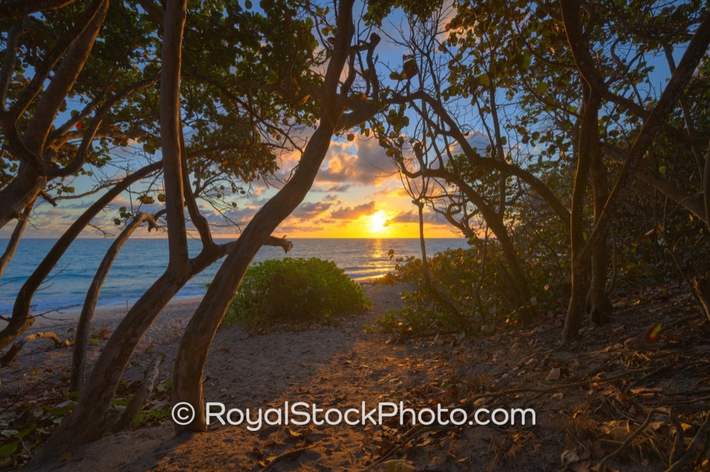 Sunlit Pathway Invites Exploration of Jupiters Dog Beach at Dawn on South State Highway A1A 20260124