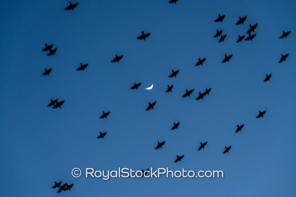 Evening Flight of Birds Under Crescent Moon at Winding Waters Natural Area in West Palm Beach on North Haverhill Road 20260123
