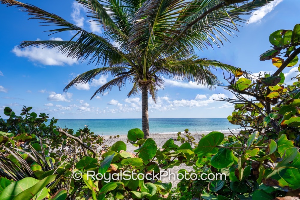 Explore the Rich Coastal Ecosystem at Jupiter Beach Park in Palm Beach County Florida on Jupiter Beach Road 20251121