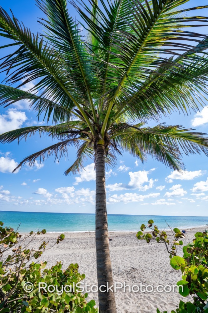 Preserve Vibrant Natural Habitats While Enjoying Recreation at Jupiters Popular Dog Beach on South State Highway A1A 20251121