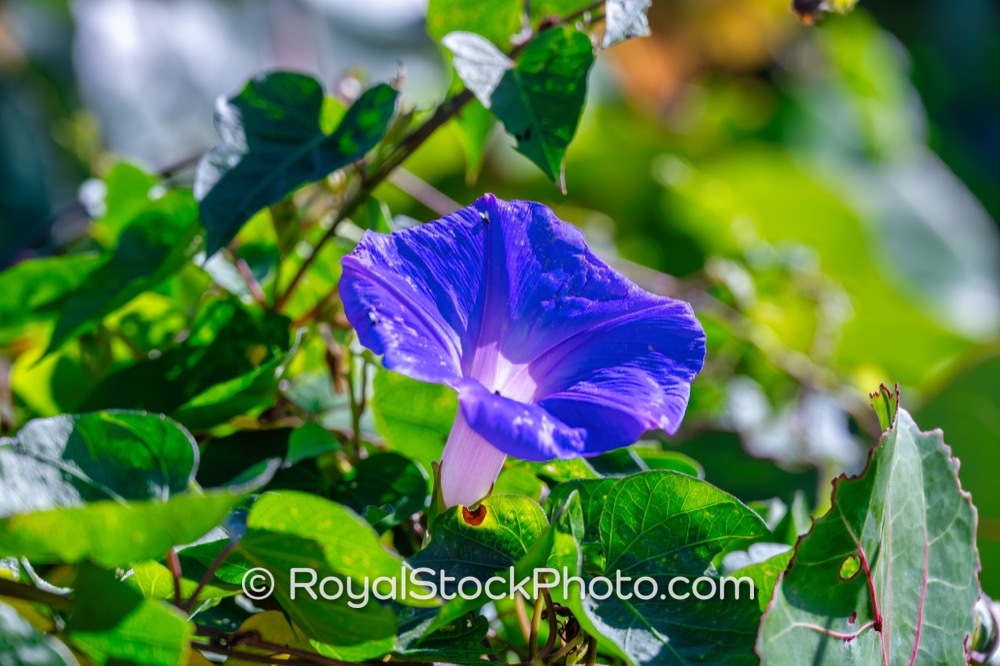 Native Florals Showcase Vibrant Ecosystems in Jupiter Floridas Coastal Habitat on Ocean Boulevard 20251121