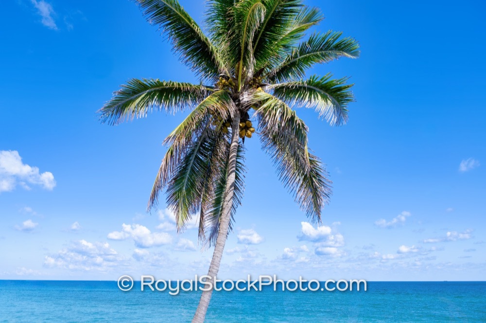 Discover Exciting Beachfront Activities at Jupiter Beach Park a Premier Coastal Destination in Florida on Jupiter Beach Road 20251121