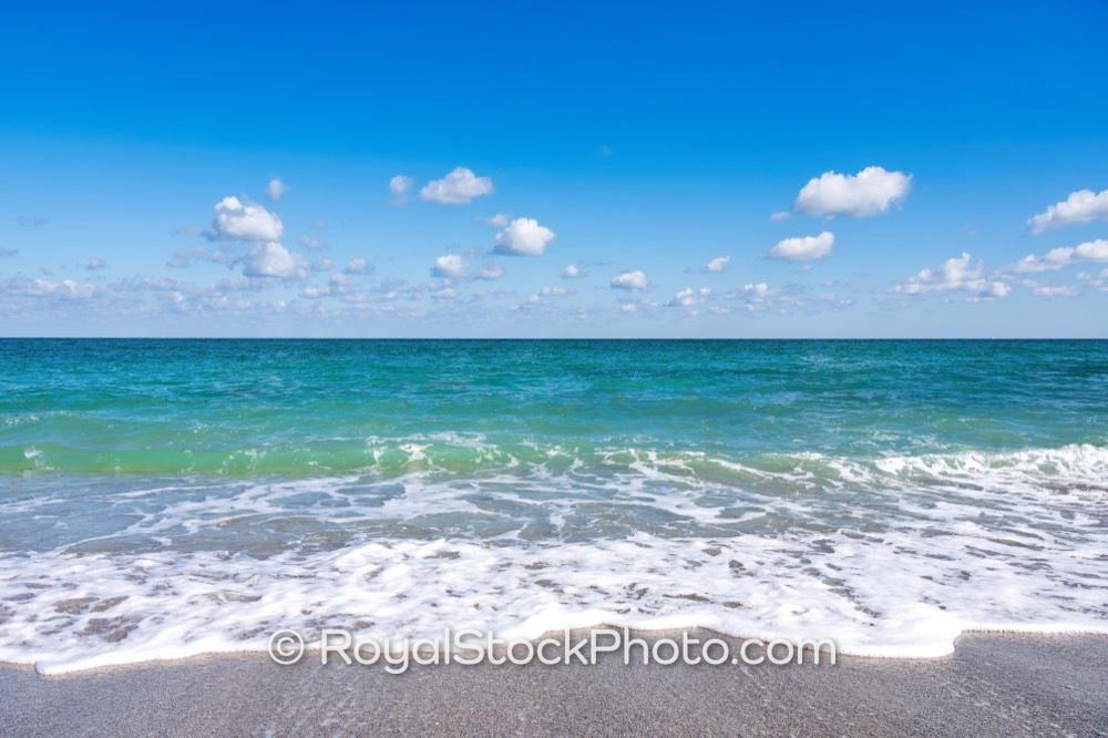 Native Coastal Vegetation Display Reflects Perfect Ecosystem Harmony at Jupiter Beach in Palm Beach County on Jupiter Beach Road 20251121