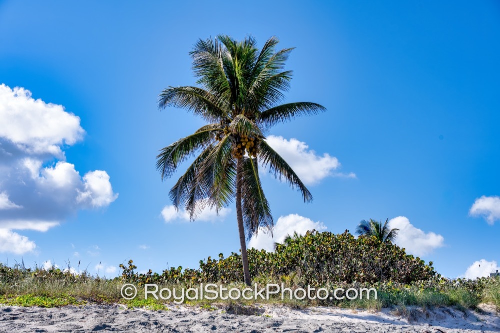 Embrace an Active Coastal Lifestyle at Jupiter Beach Park with Scenic Palm Trees and Relaxing Sand Dunes on Jupiter Beach Road 20251121