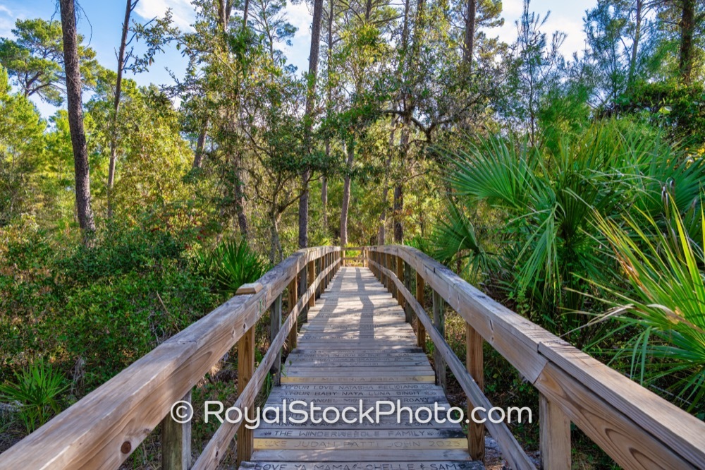 Protected Natural Habitat in Turkey Creek Sanctuary Highlights Native Flora Thriving in Palm Bay on Port Malabar Boulevard Northeast 20251122