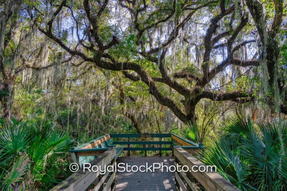 Native Flora Flourishes at Turkey Creek Sanctuary A Protected Natural Space in Palm Bay Florida on Port Malabar Boulevard Northeast 20251122
