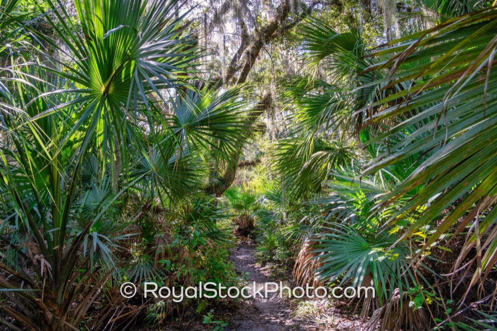 Native Flora and Wildlife Flourish in Turkey Creek Sanctuary Promoting Conservation Efforts in Palm Bay Florida on Port Malabar Boulevard Northeast 20251122