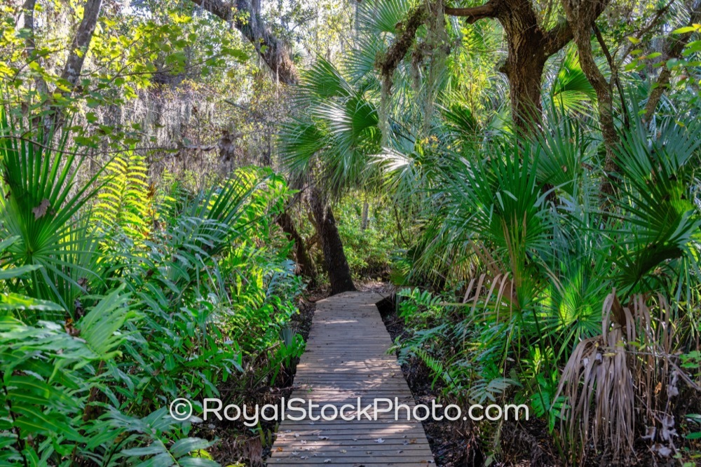Native Ecosystem Highlighted Through Enchanting Boardwalk at Turkey Creek Sanctuary in Palm Bay on Port Malabar Boulevard Northeast 20251122