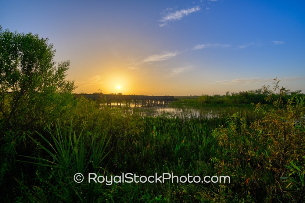 Ecosystem Vitality Showcased at Sunrise Over Wellington Environmental Preserve in Loxahatchee on Flying Cow Ranch Road 20190707