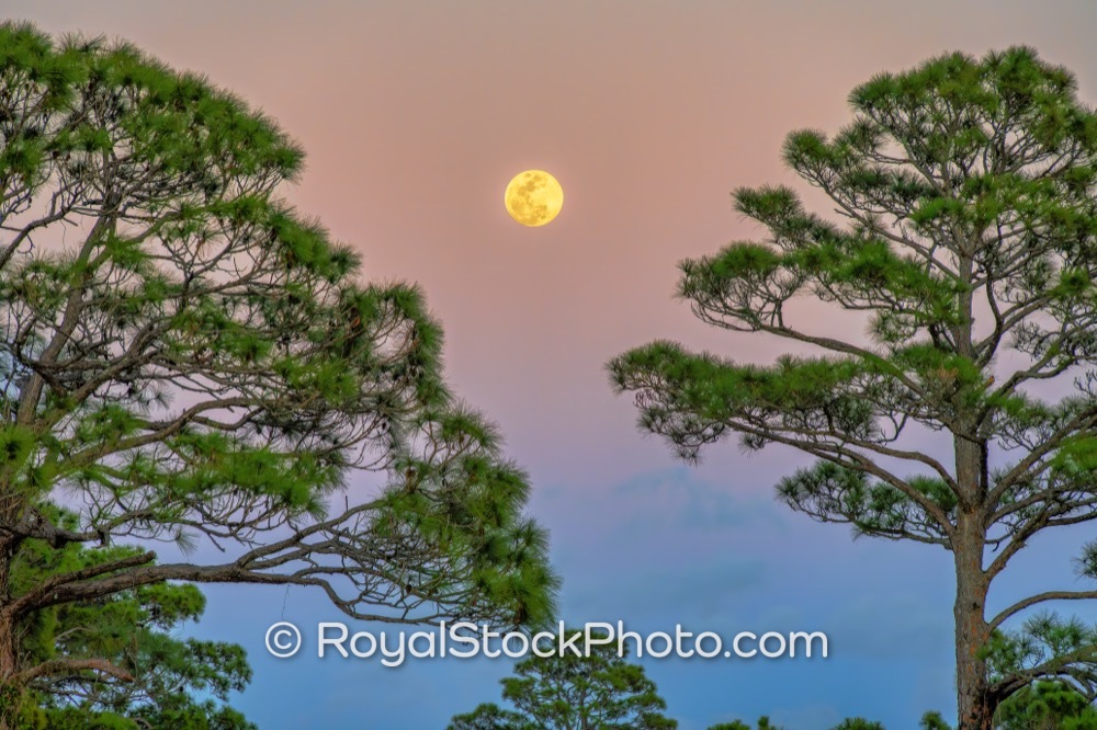 Eventual Discoveries Highlight the Unique Ecological Diversity at Jonathan Dickinson Park Under the Rising Moon on Park Road 20260302
