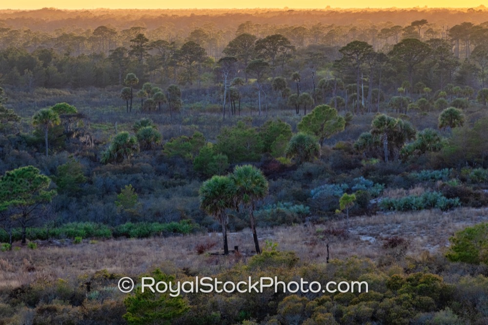 Capture Vibrant Habitat Colors and Land Features During Golden Hour at Jonathan Dickinson State Park Jupiter Island on Park Road 20260302