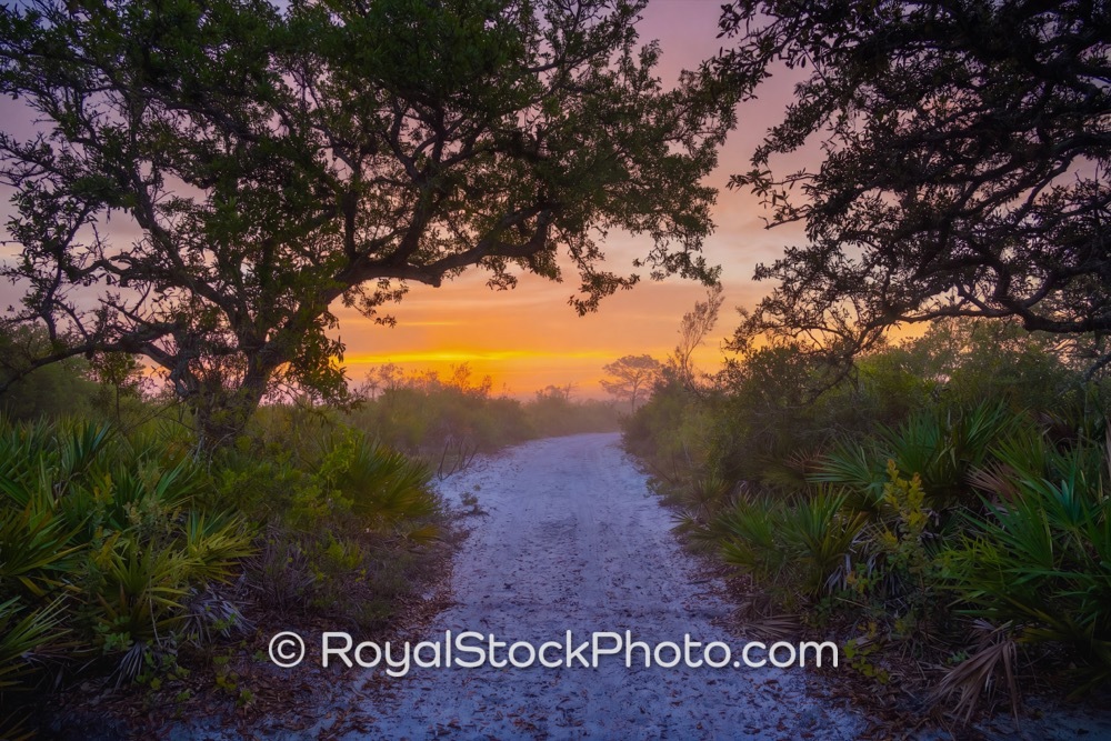 Preserve Native Habitats and Vibrant Ecosystems in Malabar Community Park at Sunrise on Malabar Road 20260428