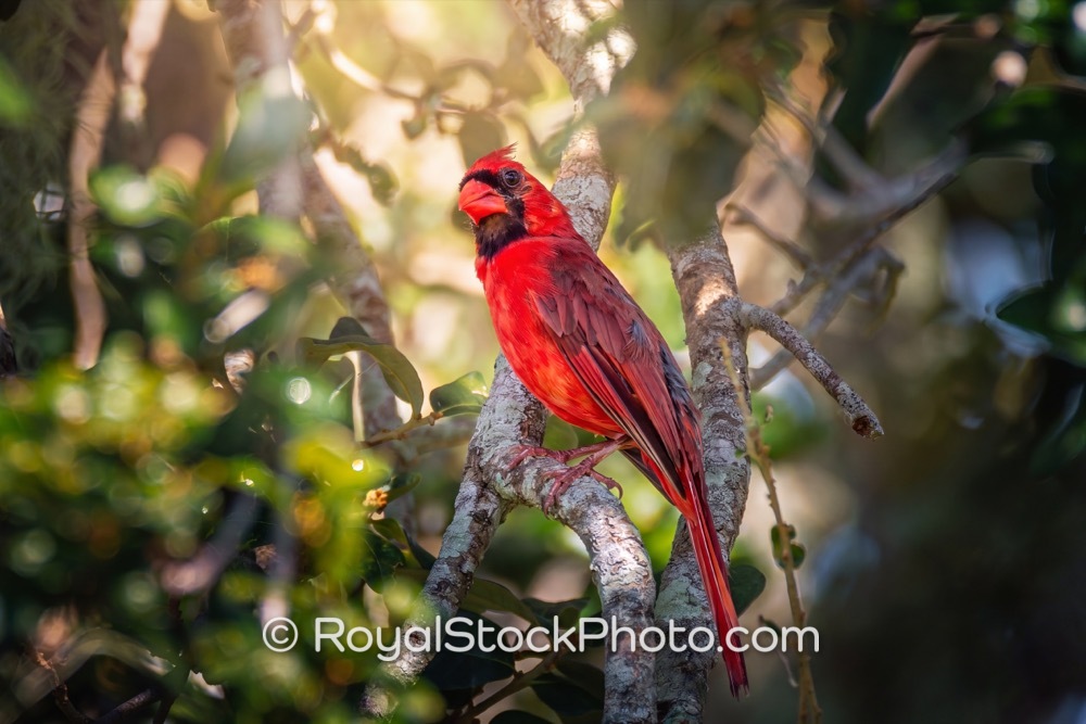 Vibrant Northern Cardinal Showcases Floridas Rich Avian Biodiversity in Afternoon Light 20260515