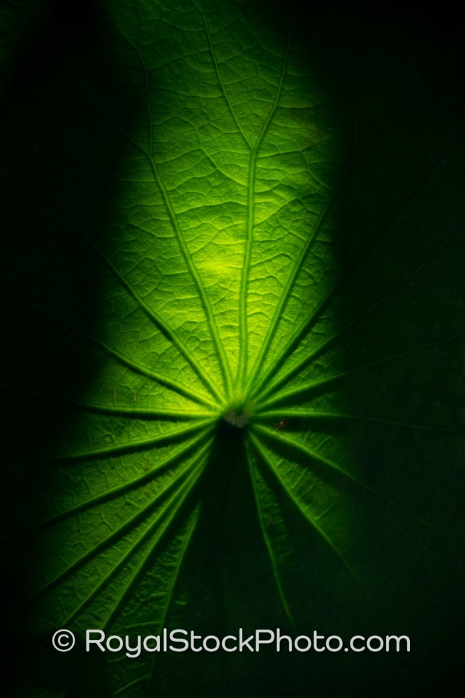 Captivating Leaf Detail Highlights Flora and Ecosystem 20260521