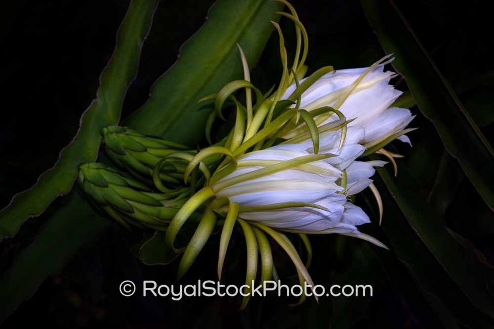 Native Flora Highlights Biodiversity at Night with Spectacular NightBlooming Cereus in Palm Beach Gardens on PGA Boulevard
