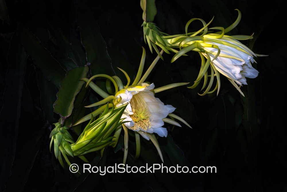 Natural Beauty of NightBlooming Cereus Flowers Illustrates Ecological Diversity in Palm Beach Gardens on PGA Boulevard