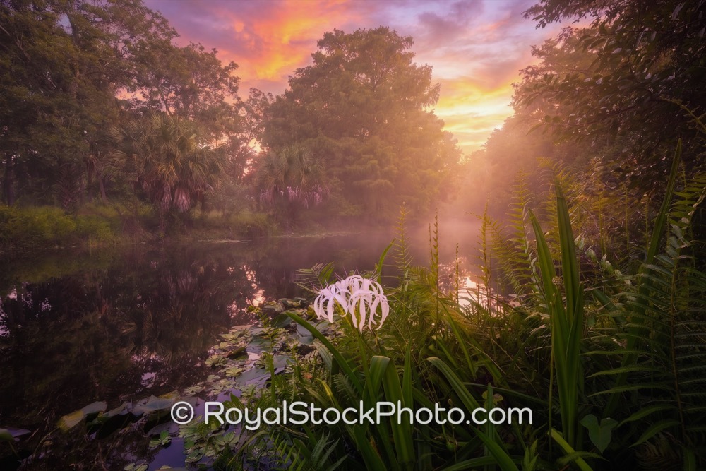 Thriving Local Ecosystem Showcases Unique Flora and Serene Waters at Riverbend Park in Jupiter Florida on West Indiantown Road 20260703