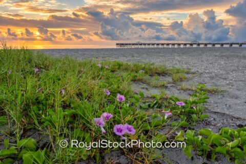 Juno Beach Pier Sunrise with Morning Glory Flower at Beach