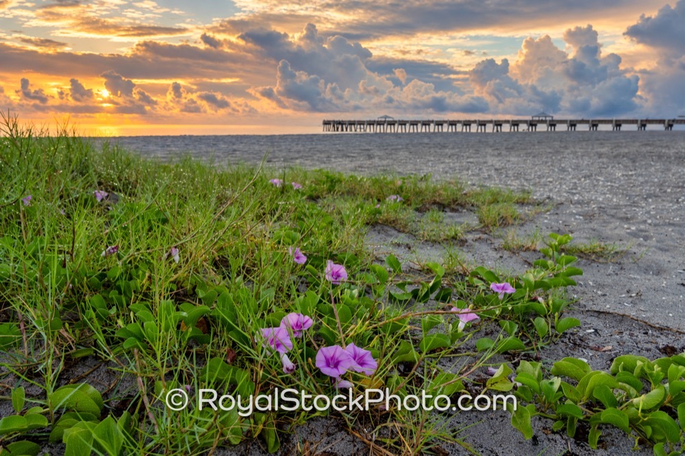 Juno Beach Pier Sunrise with Morning Glory Flower at Beach