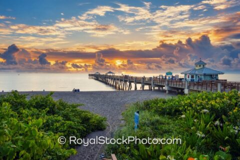 Juno Beach Pier SinriseWhite Lily Flowers